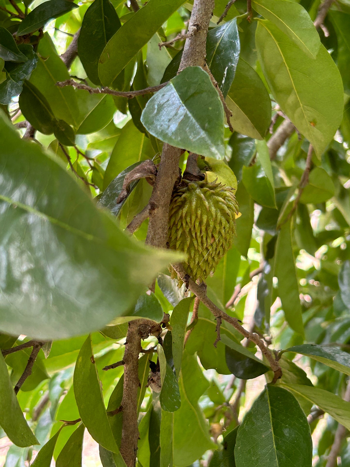 árbol Guanabana soursop tree