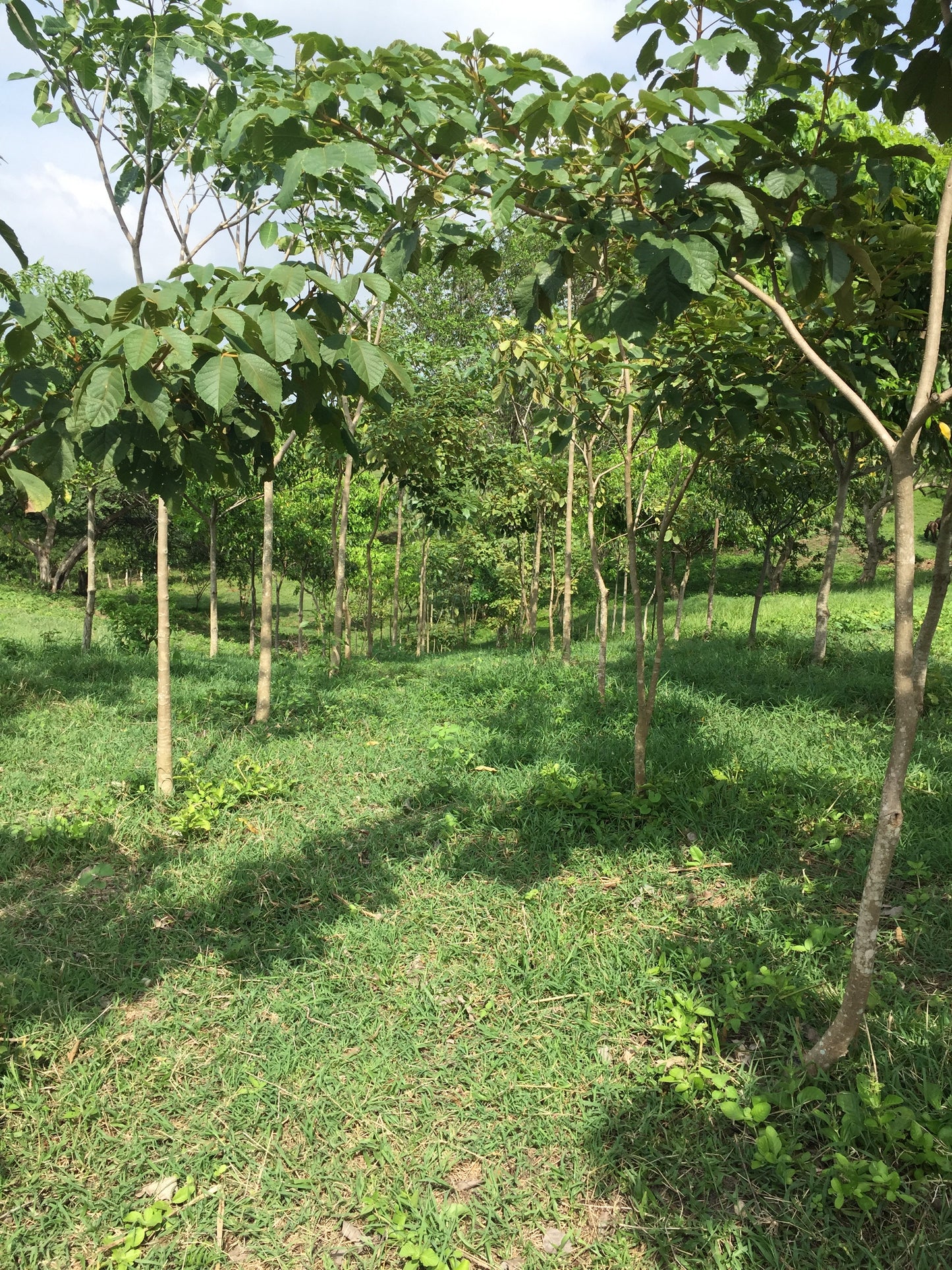farm grove of gmelina trees dry forest finca arboleda árboles de melina tropical bosque seco