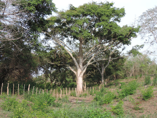 Que es el Bosque Seco Tropical y porque debemos salvarlo