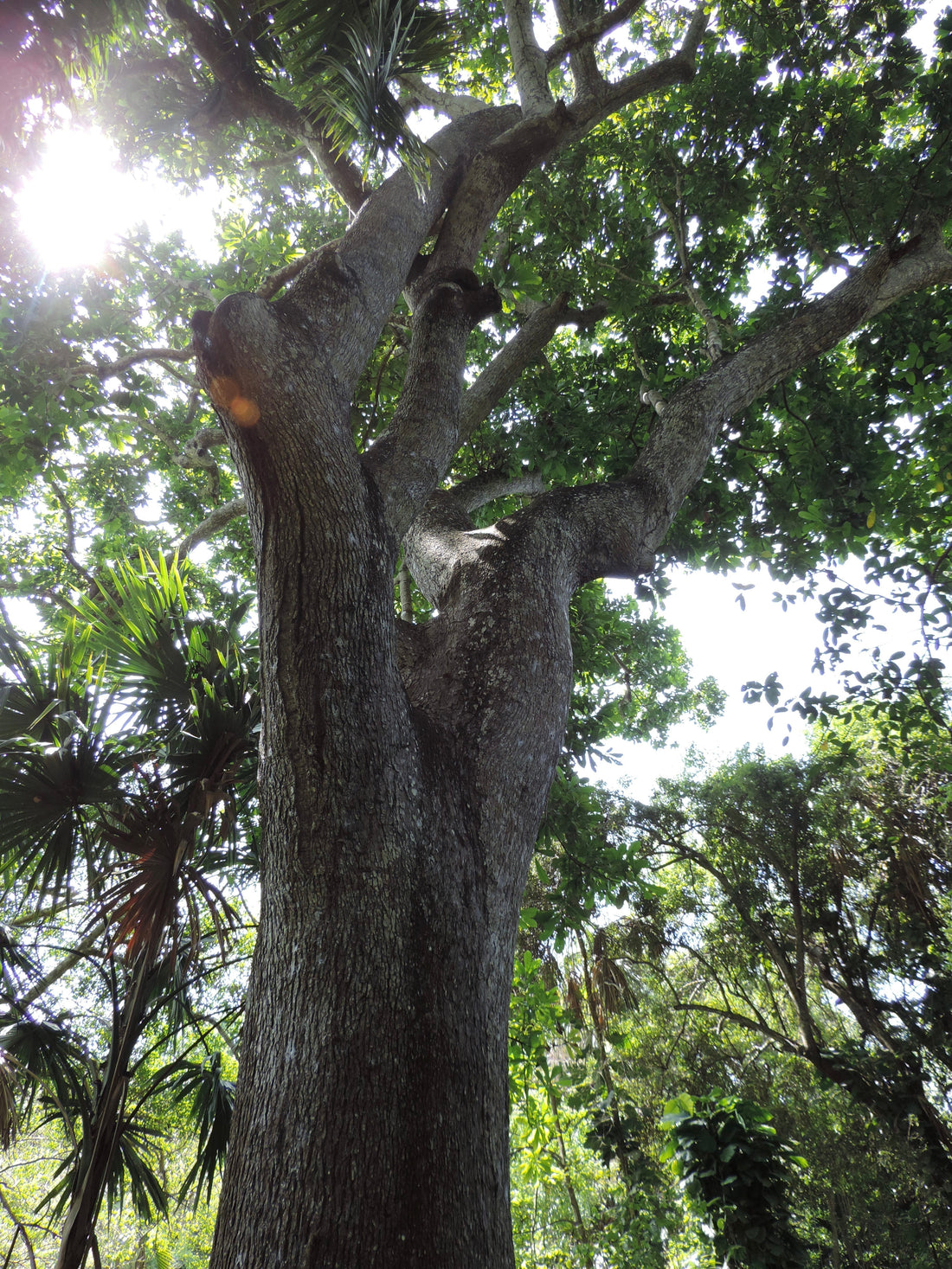 Colombia entre los mejores lugares para restaurar bosques, según The Guardian