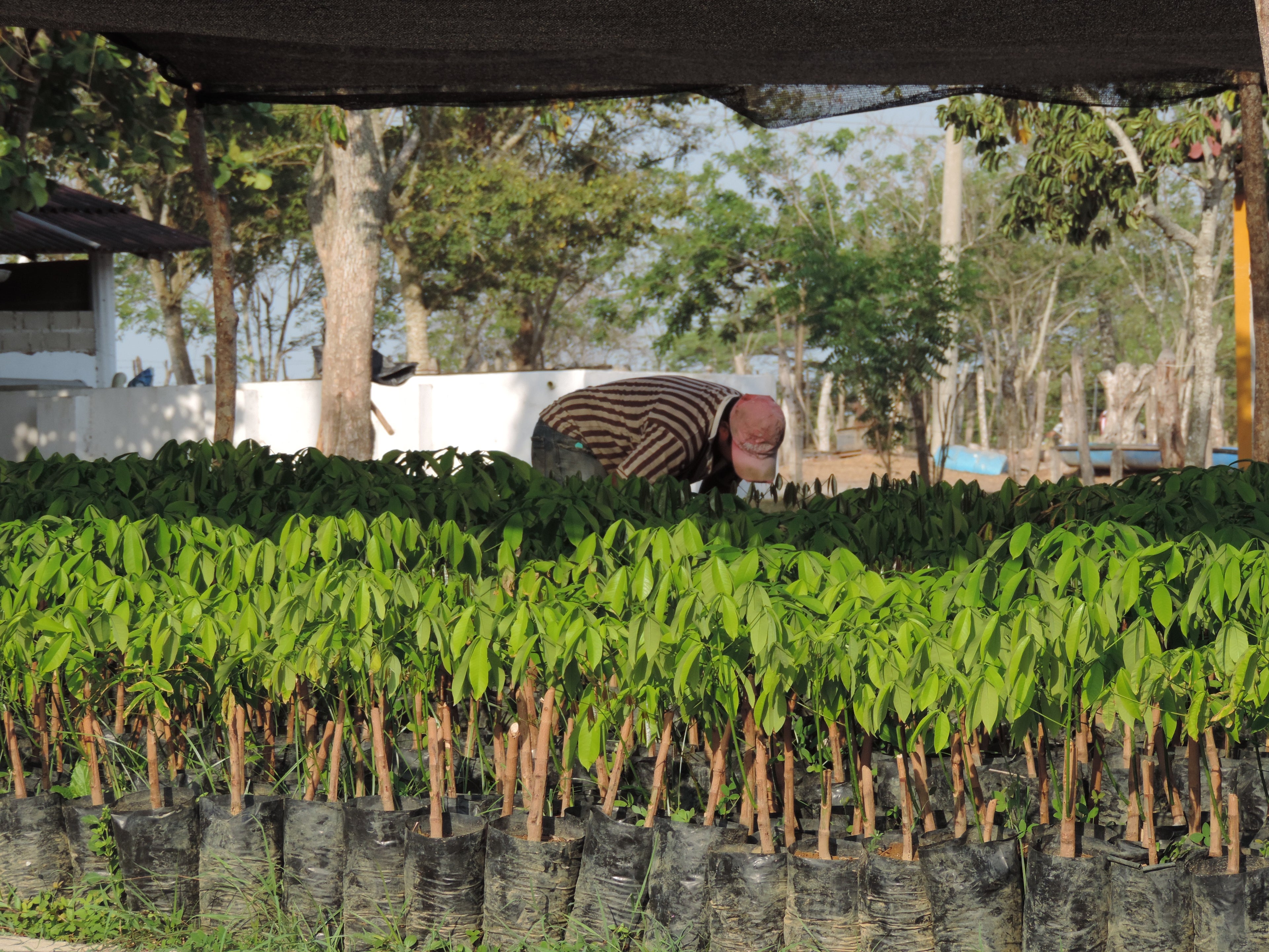 manual weeding tree seedlings plántulas árboles