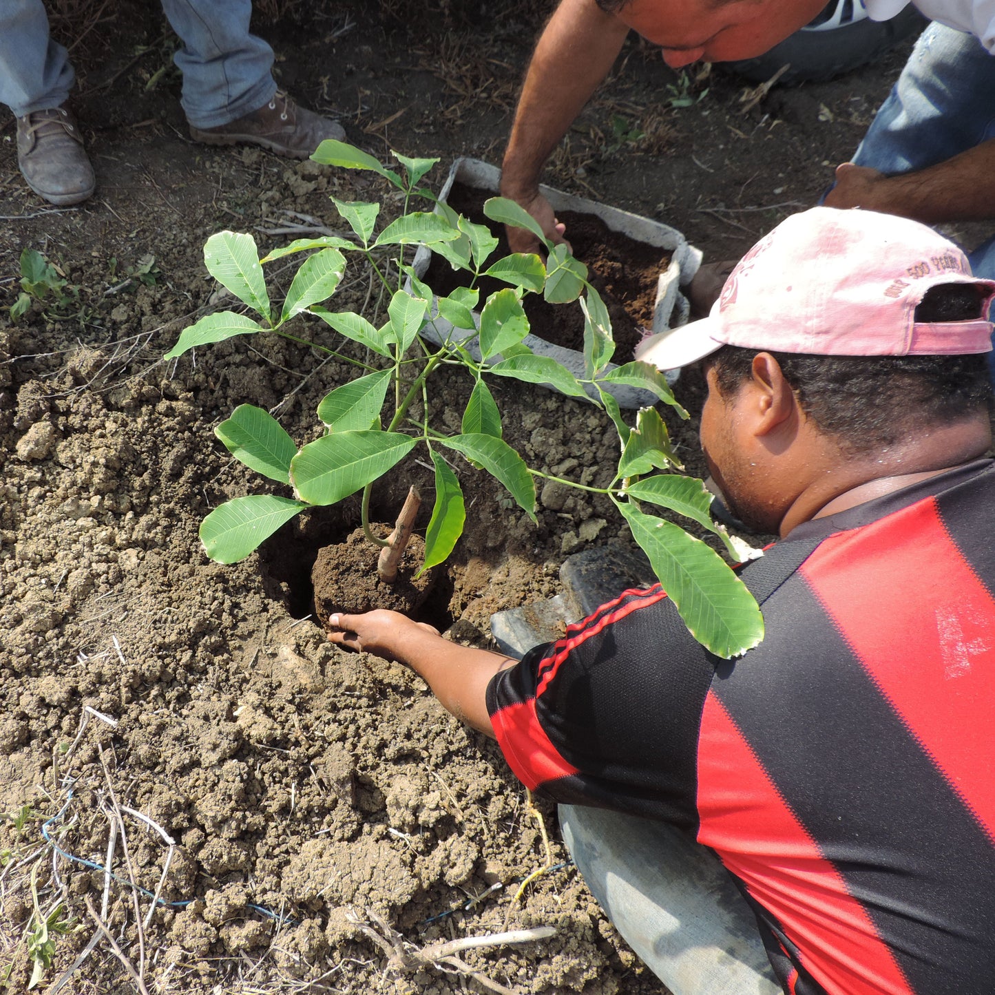 planting tabebuia rosea siembra roble