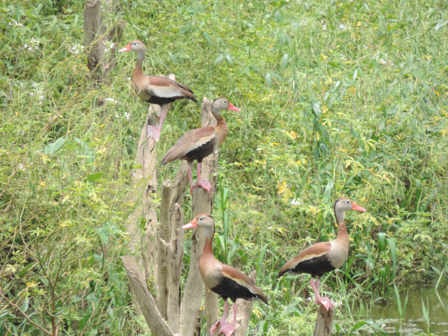 migratory black-bellied whistling ducks patos migratorios pisingos farm finca