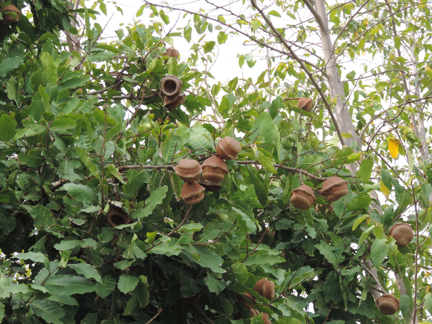 árbol nativo native olla de mono Lecythis