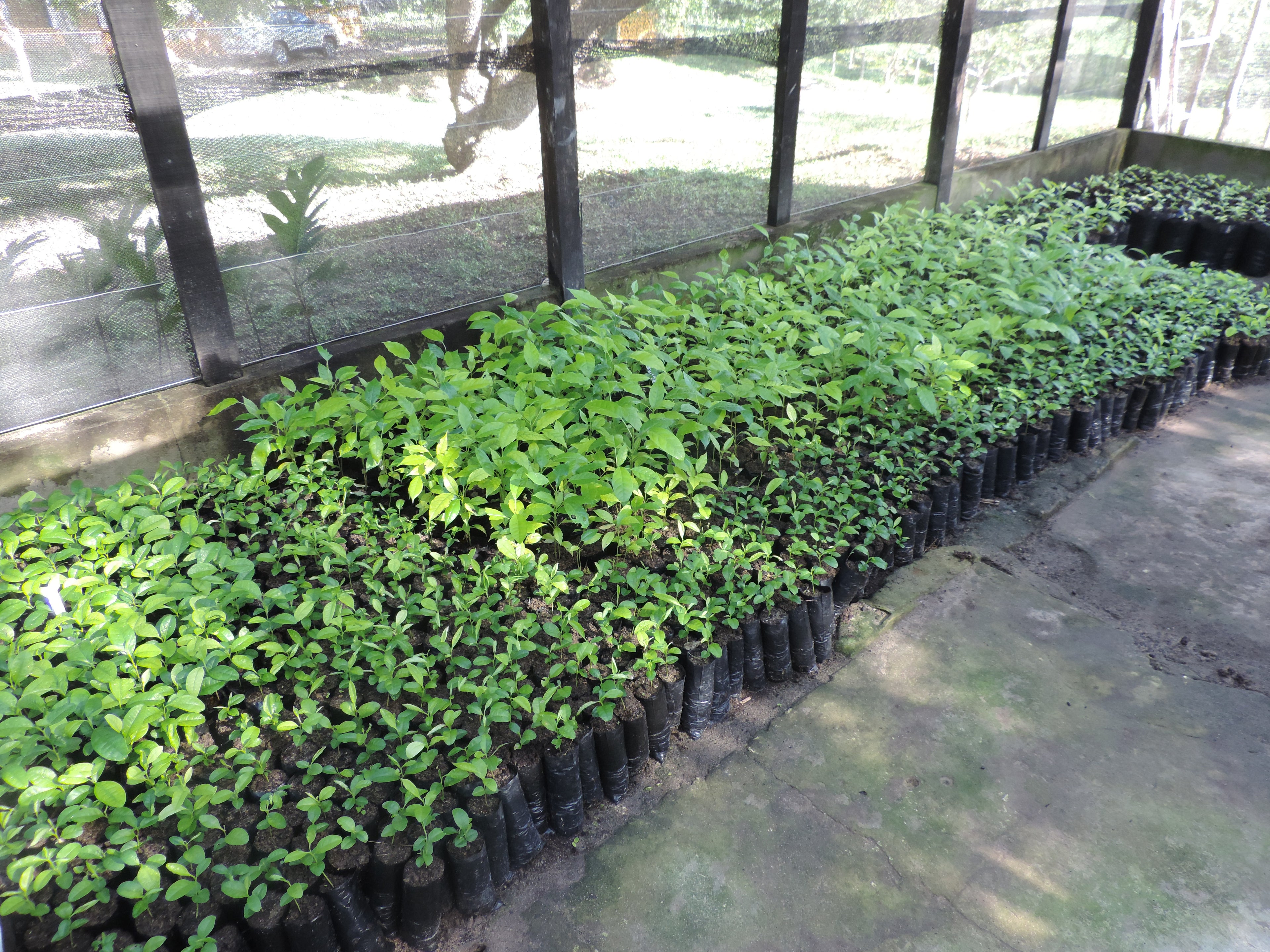 invernadero finca semillas roble caoba móncoro guanabana soursop swietenia mahagoni macrophylla cordia gerascanthus farm greemhouse