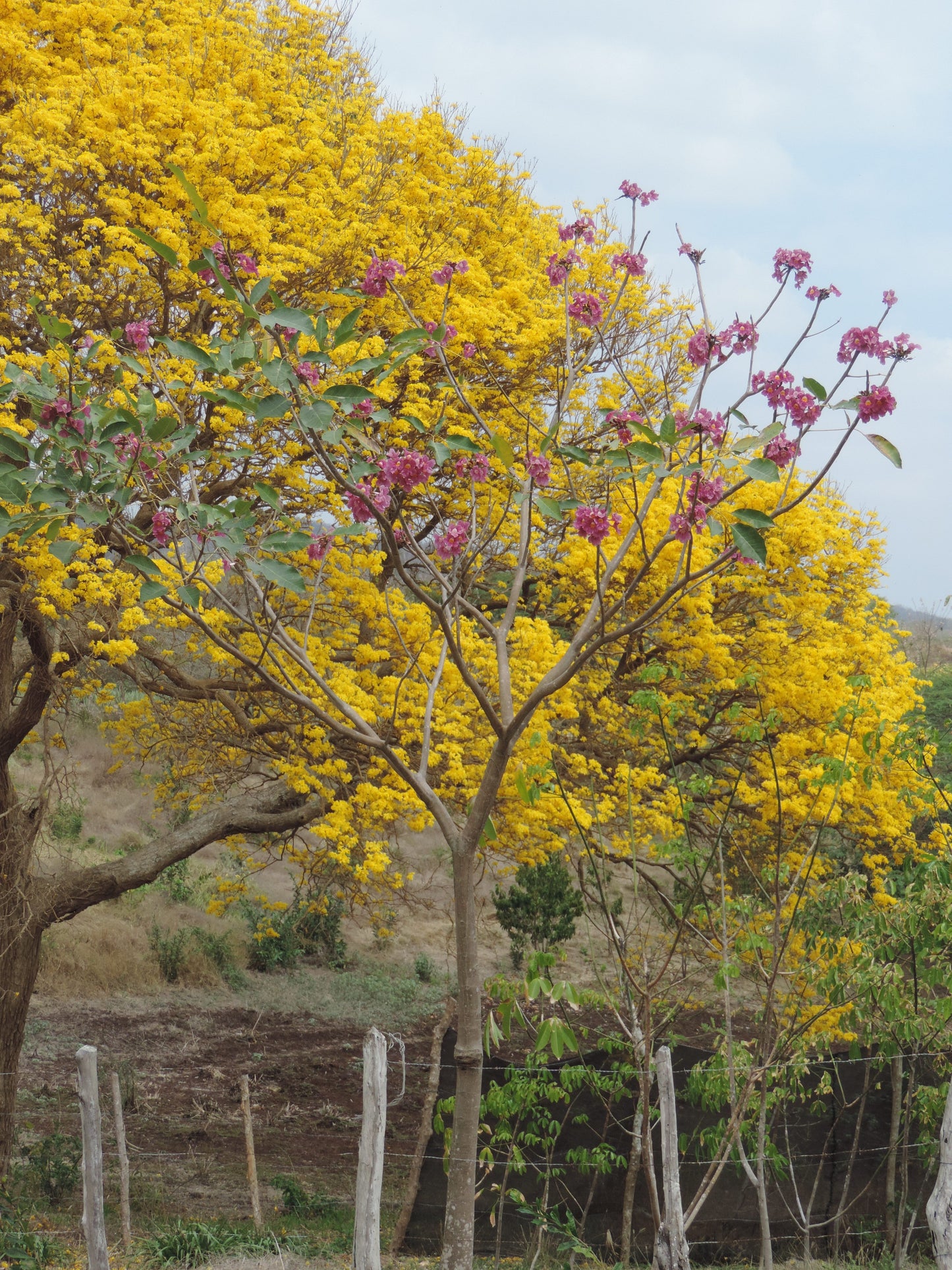 tabebuia rosea chrysantha roble amarillo finca floración flowering native trees nativos árboles