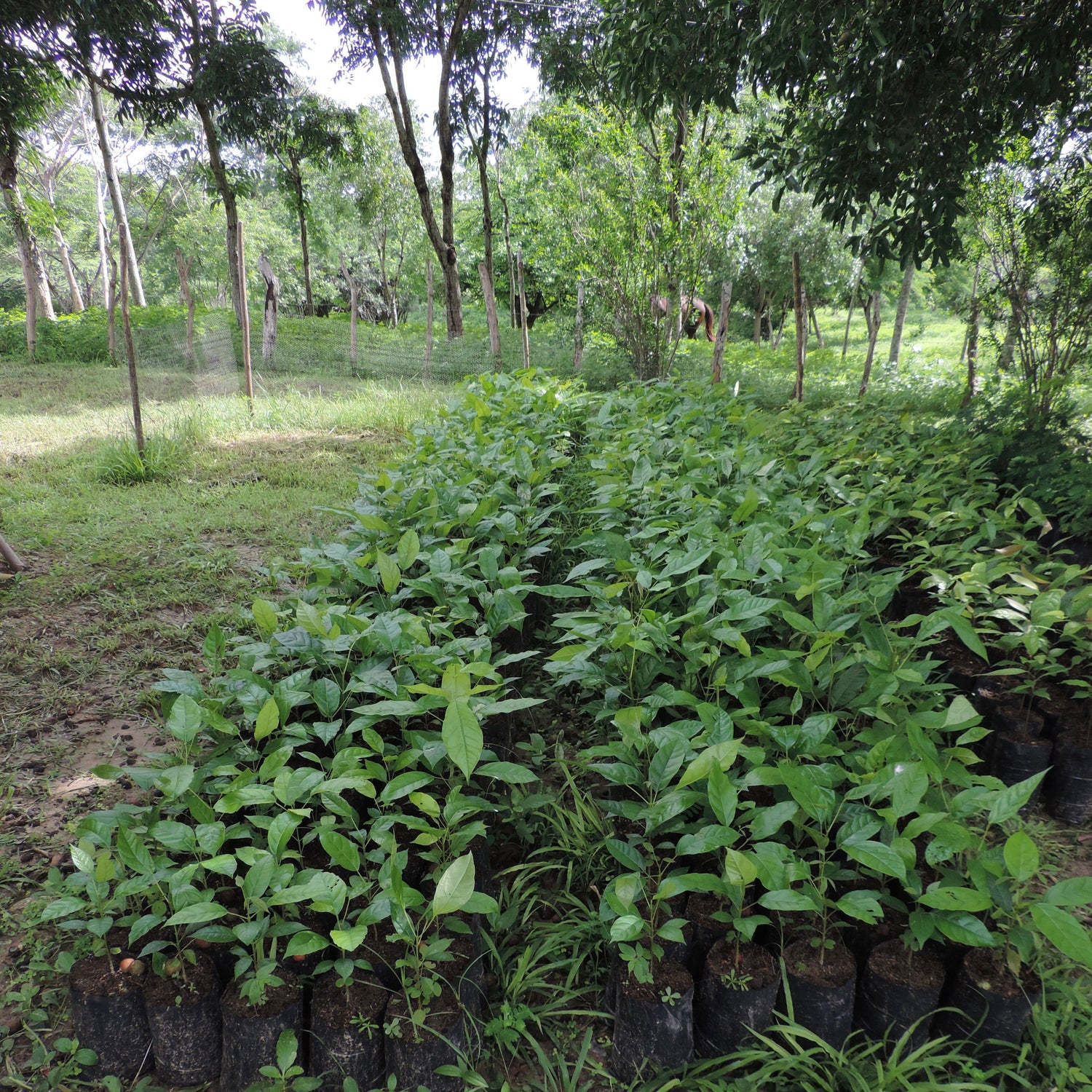 caoba roble frijolito tambor Schizolobium parahyba ebano plantulas seedlings swietenia mahagoni chrysantha tabebuia rosea caribbean ebony brazilian firetree native nativo bosque seco tropical dr forest