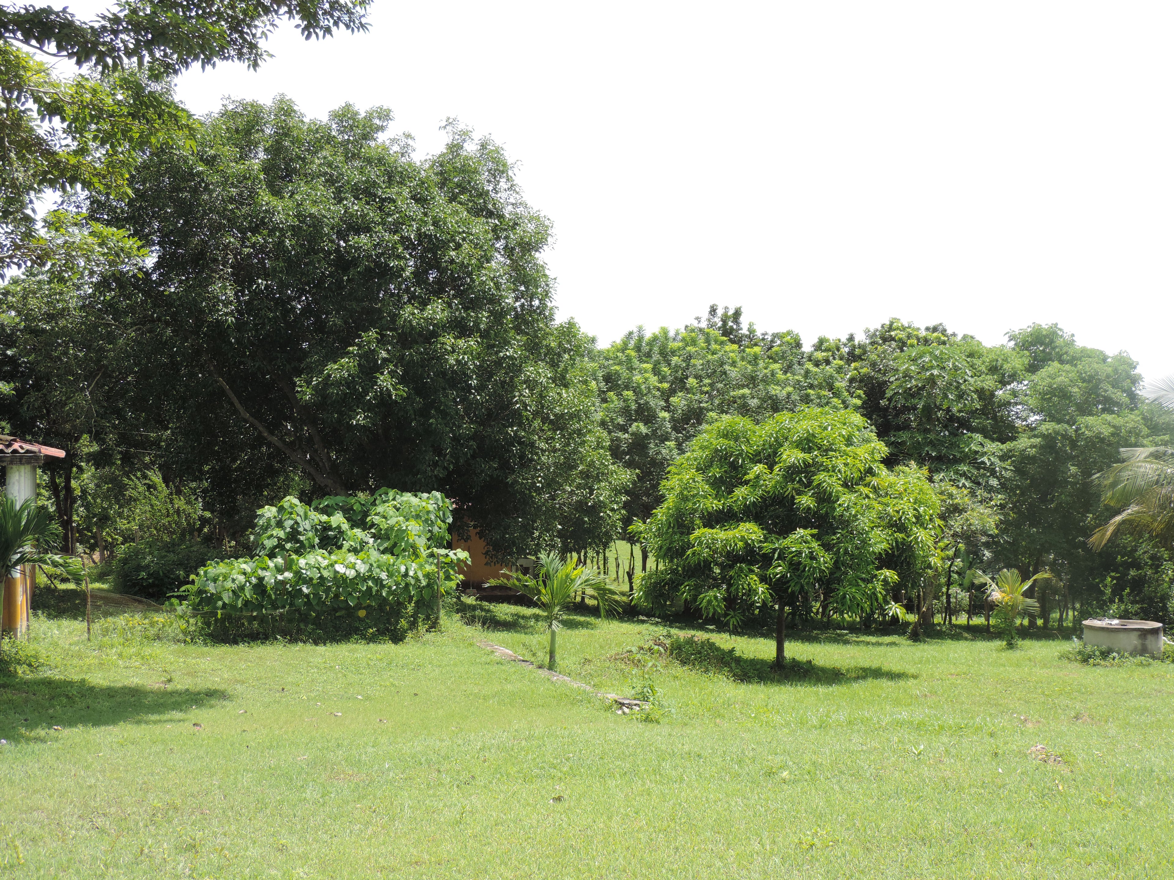 vista semillero árboles mango mamoncillo ciruela costeña phyllanthus acidus grosella estrellada tahitian gooseberry spanish line melicoccus bijugatus