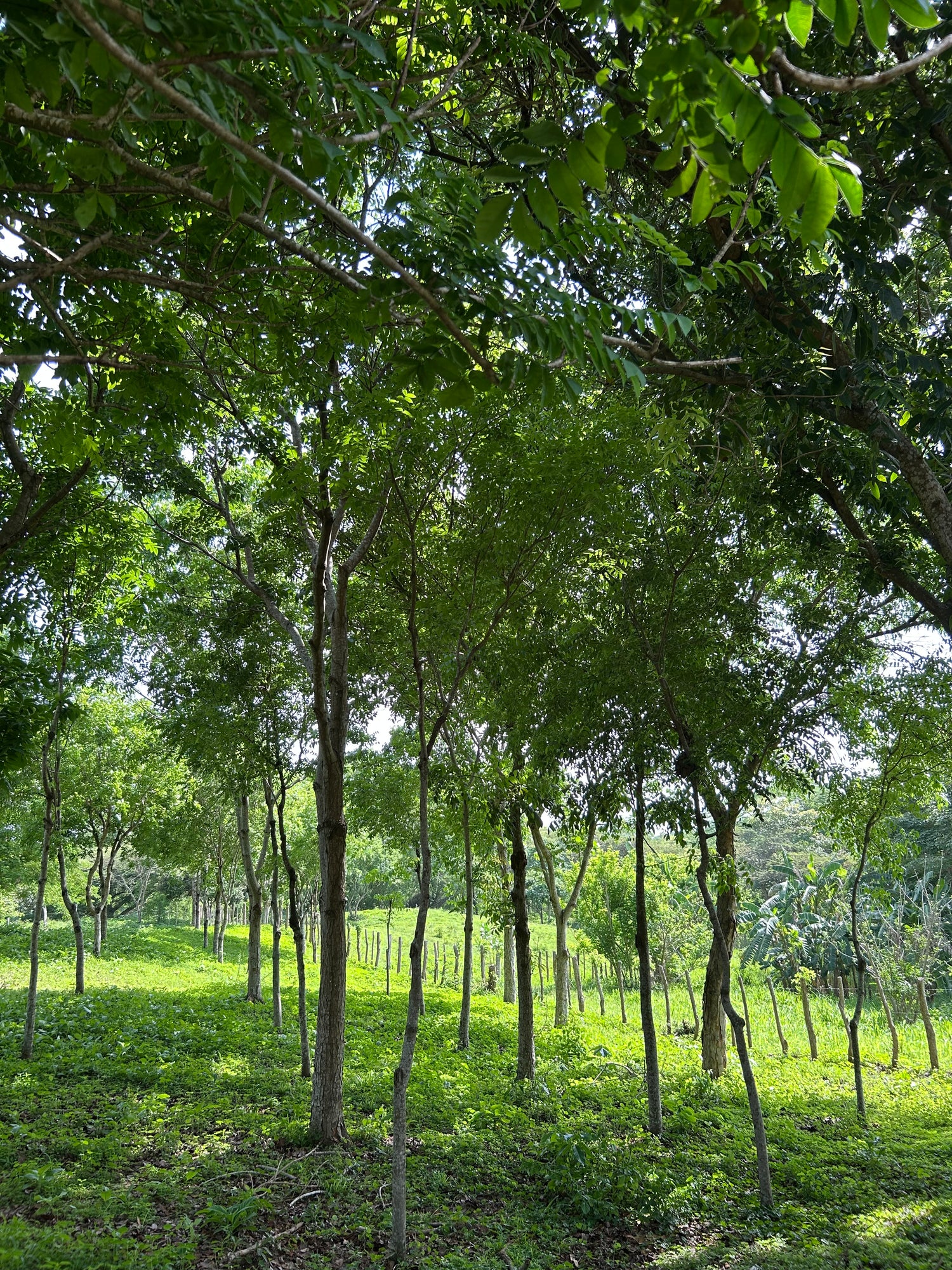 arboleda de caoba macrophylla swietenia mahoagoni finca forest mahagony farm
