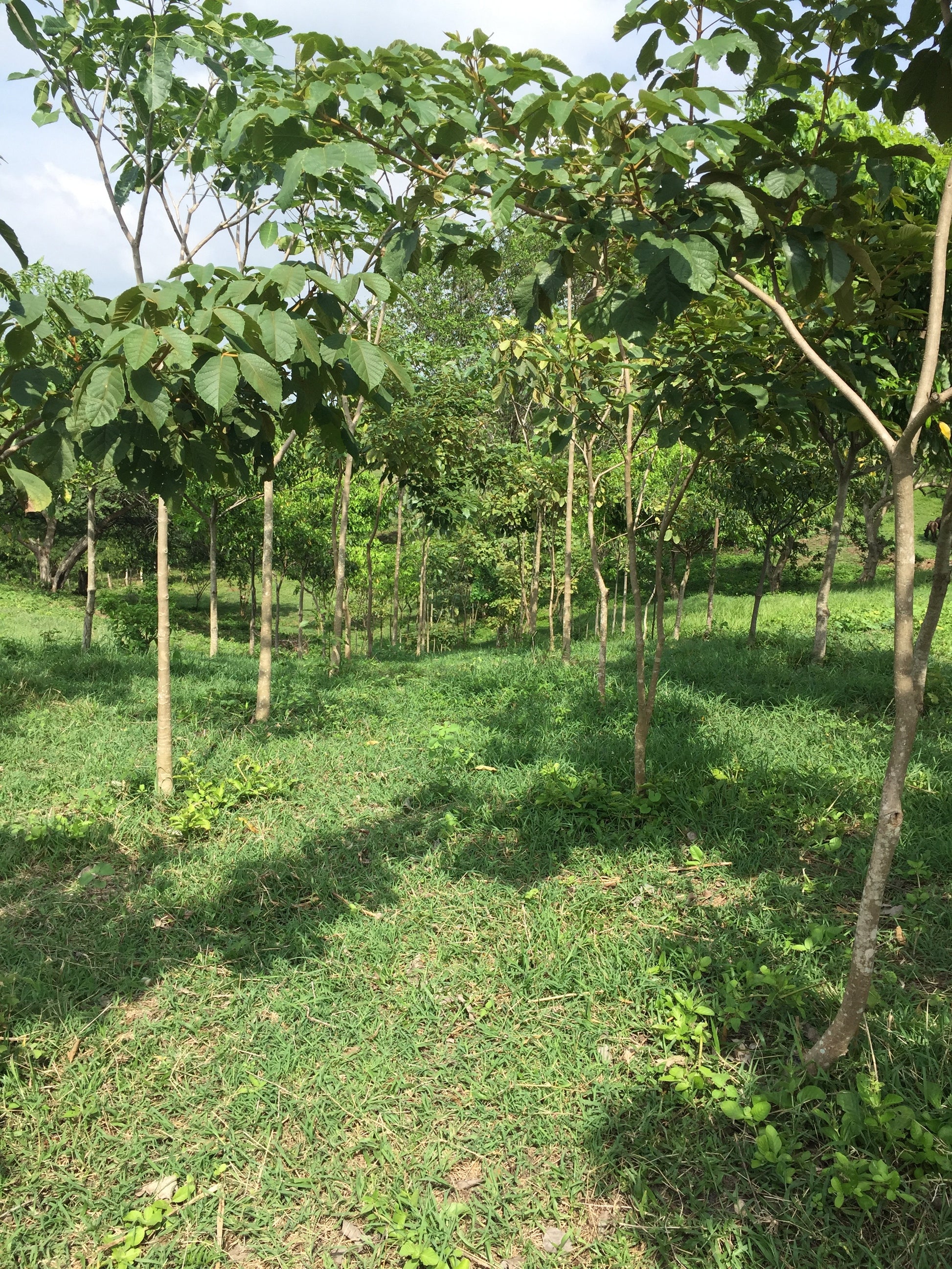 farm grove of gmelina trees dry forest finca arboleda árboles de melina tropical bosque seco