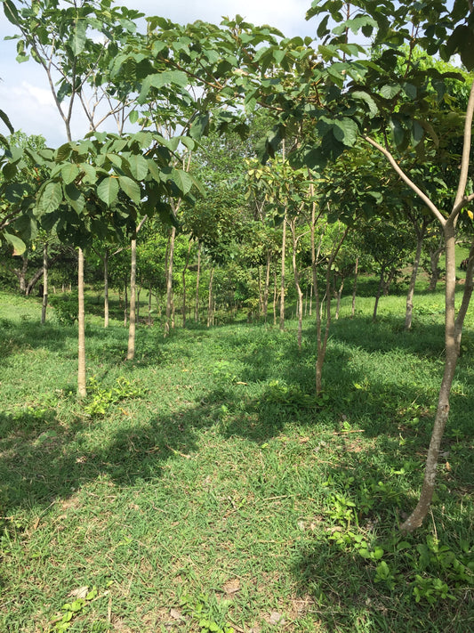 farm grove of gmelina trees dry forest finca arboleda árboles de melina tropical bosque seco