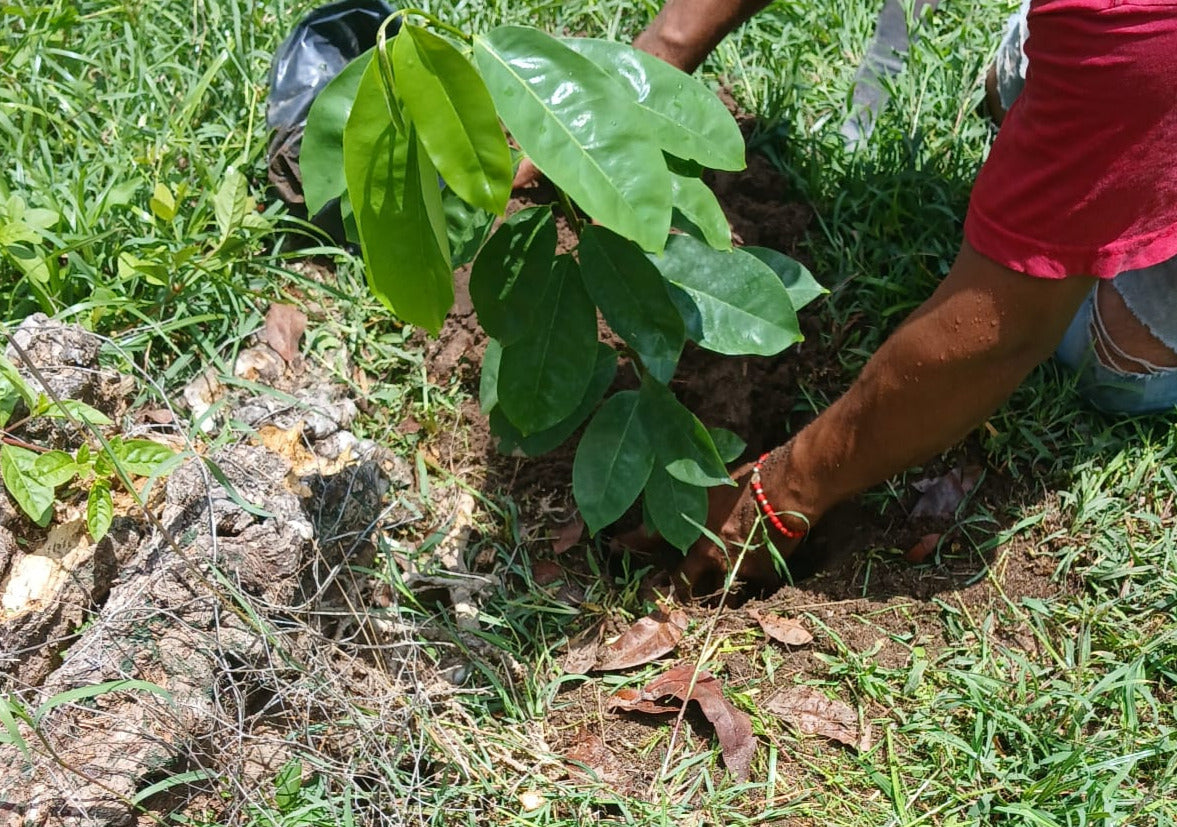 siembra árbol nativo roble planting of native tabebuia tree