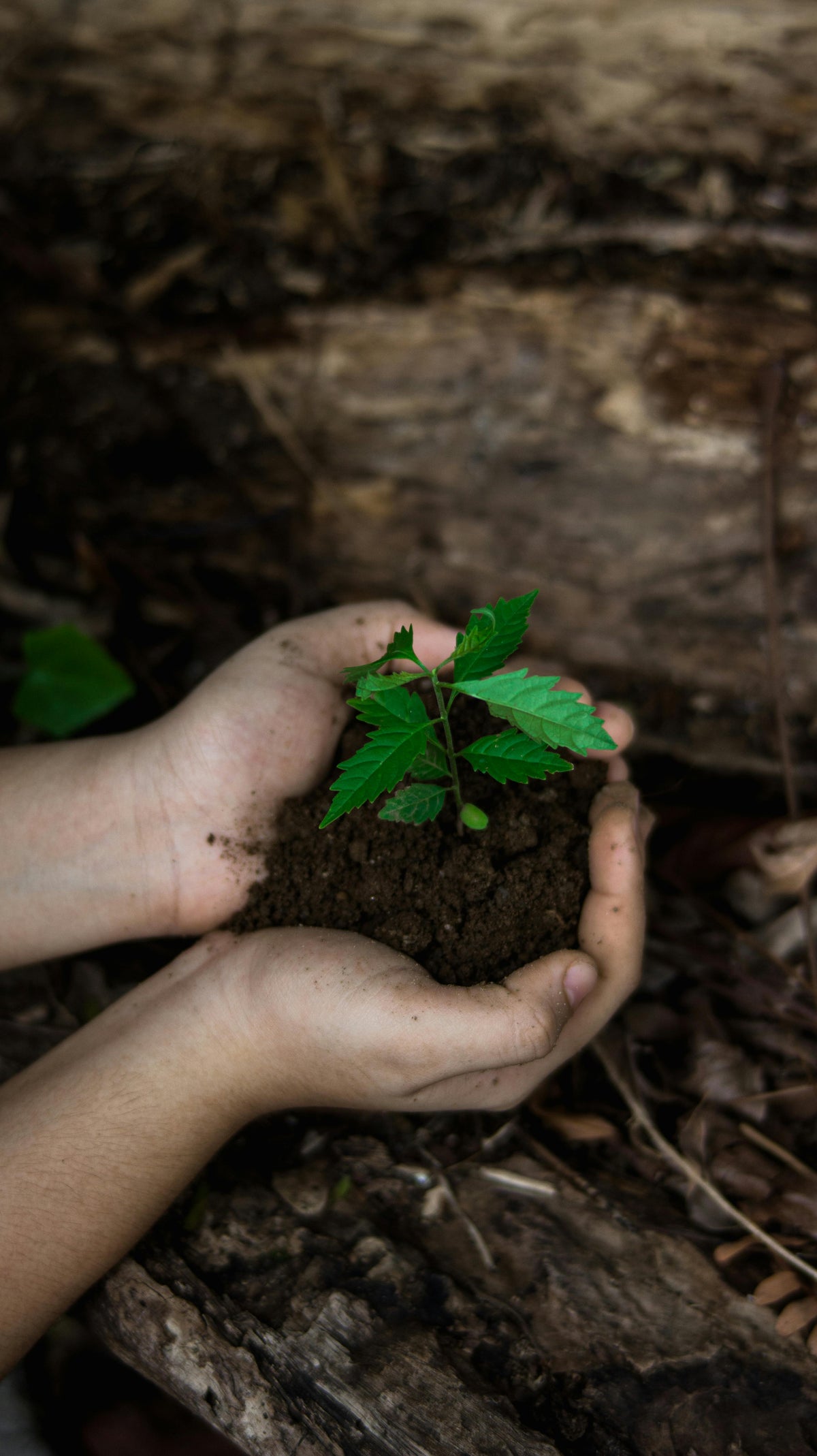 siembra árbol individual tropical tree planting