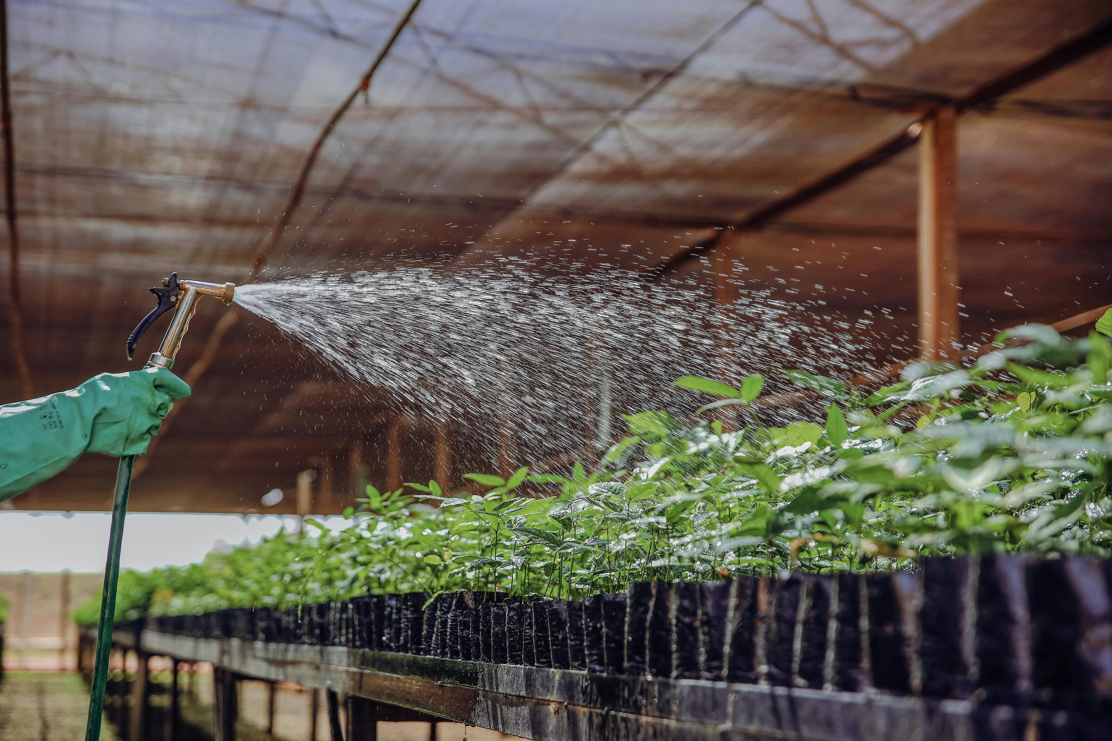invernadero árboles tropicales semillero greenhouse tree seedlings